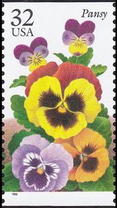 Pansy
