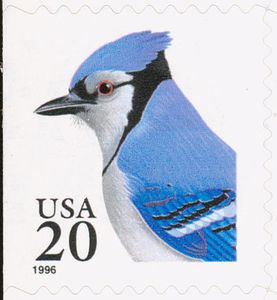 Blue Jay (Cyanocitta cristata)