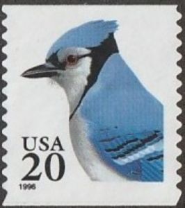 Blue Jay (Cyanocitta cristata)