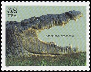 American Crocodile (Crocodylus acutus)