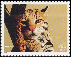 Ocelot (Leopardus pardalis)