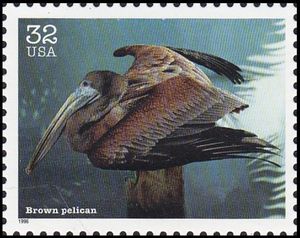 Brown Pelican (Pelecanus occidentalis)