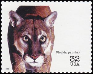 Puma (Felis concolor)
