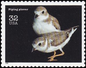 Piping Plover (Charadrius melodus)