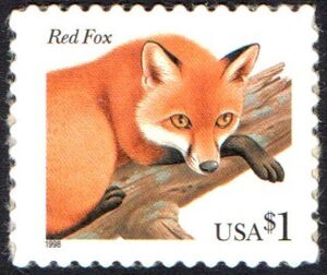Red Fox (Vulpes vulpes)