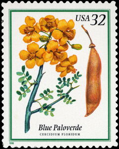 Blue Paloverde (Cercidium floridum)