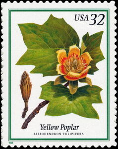 Yellow Poplar (Liriodendros tulipifera)