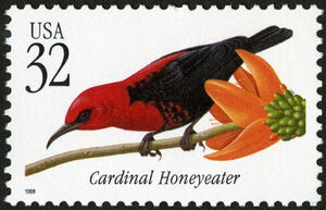Cardinal Honeyeater (Myzomela cardinalis)