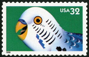 Budgerigar