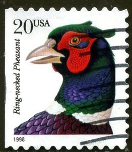 Ring-necked Pheasant (Phasianus colchicus torquatus)