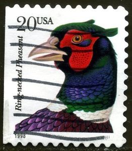 Ring-necked Pheasant (Phasianus colchicus torquatus)