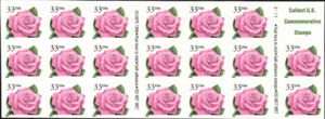 Coral Pink Rose