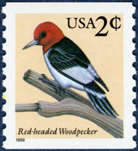Red-headed Woodpecker (Melanerpes erythrocephalus)