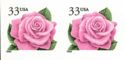 Coral Pink Rose