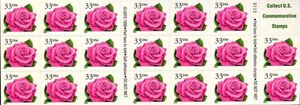 Coral Pink Rose
