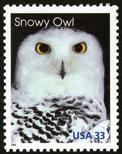 Snowy Owl (Bubo scandiacus)