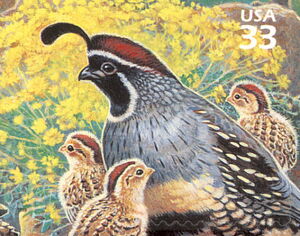 Gambel's Quail (Callipepla gambelii)