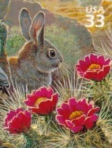Desert Cottontail (Sylvilagus audubonii)
