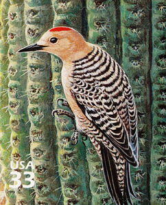 Gila Woodpecker (Melanerpes uropygialis)