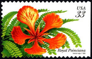 Royal Poinciana (Delonix regia)