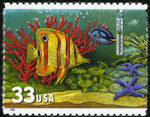 Copperband Butterflyfish, Blue Tang