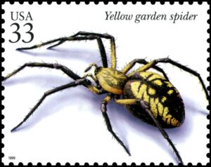 Black and Yellow Garden Spider (Argiope aurantia)