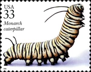 Monarch (Danaus plexippus) Caterpillar