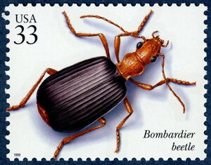 Bombardier Beetle (Brachinus sp.)