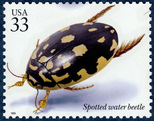 Spotted Water Beetle (Thermonectus marmoratus)