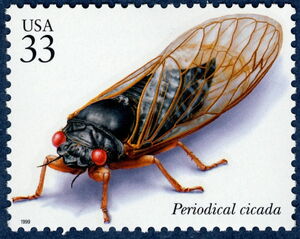 Periodical Cicada (Magicicada sp.)