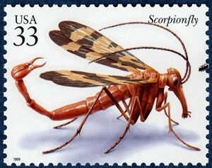 Scorpionfly (Panorpa nuptialis)