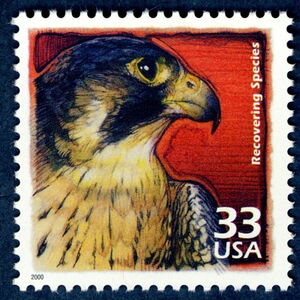 Recovering Species - Peregrine Falcon (Falco peregrinus)