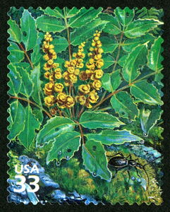 Cascade Barberry (Berberis nervosa), Ground Beetle