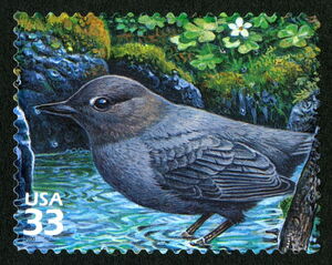 American Dipper (Cinclus mexicanus)