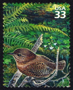 Pacific Wren (Troglodytes pacificus)