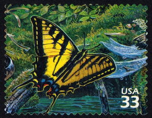 Western Tiger Swallowtail (Pterourus rutulus)