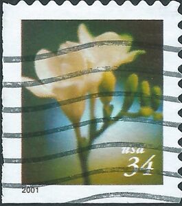 Freesia