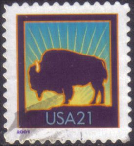 American Bison (Bos bison)