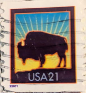 American Bison (Bos bison)