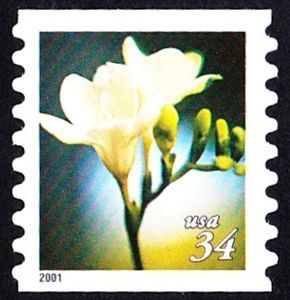 Freesia