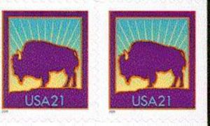 American Bison (Bos bison)