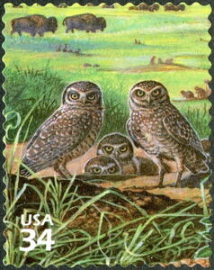 Burrowing Owl (Athene cunicularia), American Bison