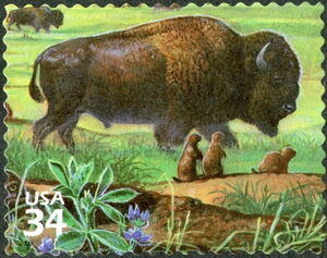 American Bison (Bison bison), Black-tailed Prairie Dog