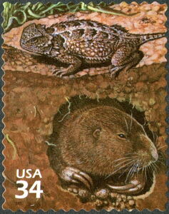 Pygmy Short-horned Lizard, Plains Pocket Gopher