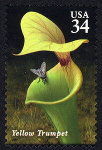 Yellow Trumpet