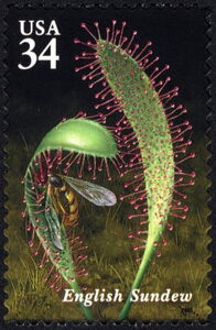 English Sundew