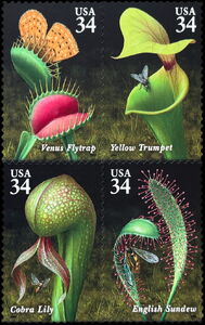 Carnivorous Plants