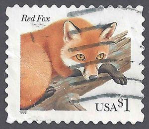 Red Fox (Vulpes vulpes)