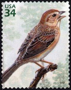 Bachman's Sparrow (Peucaea aestivalis)