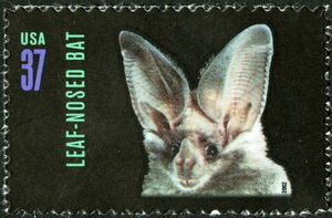 California Leaf-nosed Bat (Macrotus californicus)